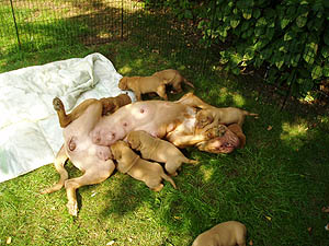 Outdoor playpen